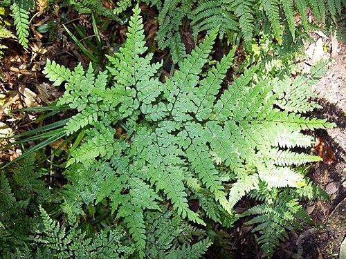Adiantum formosum: Maidenhair fern at Dee Why, Australia. Adiantum formosum