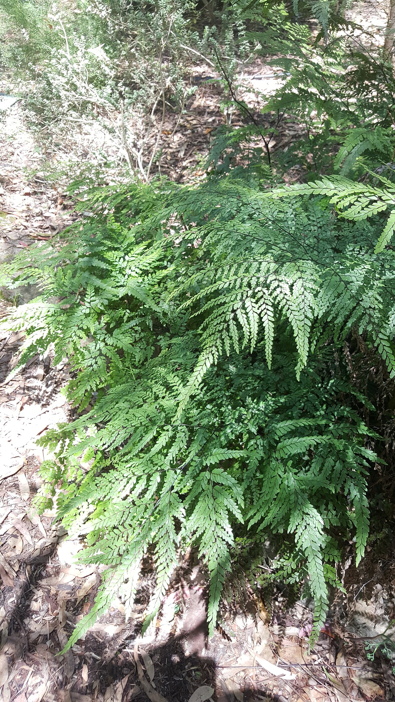 Adiantum formosum: Adiantum formosum , cultivated Sylvan Grove Native Garden, Picnic Point, NSW