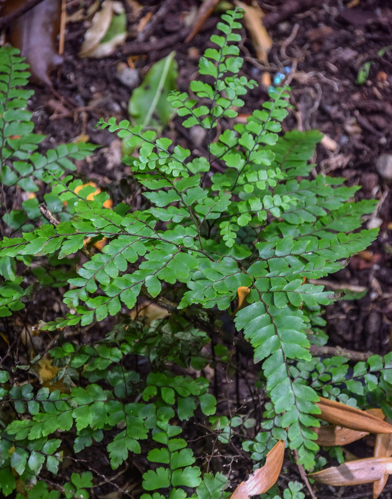Adiantum formosum: Adiantum formosum in Wellington Botanical Garden, Wellington Region, North Island of New Zealand