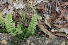 Adiantum fournieri (Adiantum fournieri)