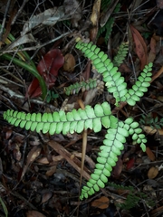 Adiantum fournieri (Adiantum fournieri)