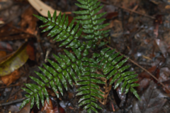 Adiantum fuliginosum (Adiantum fuliginosum)