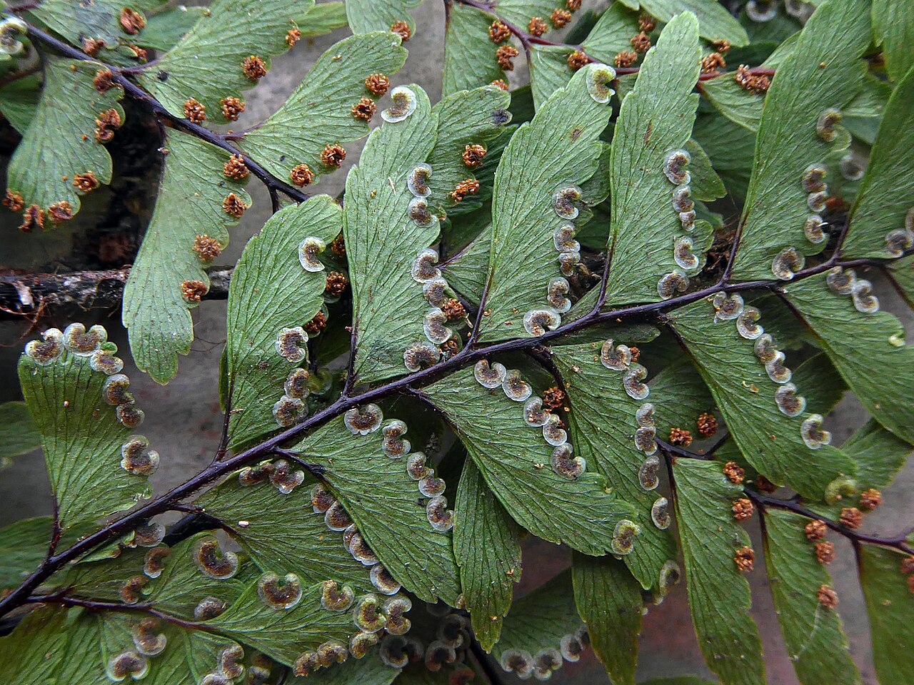 Adiantum fulvum: Adiantum fulvum. Species of plant.