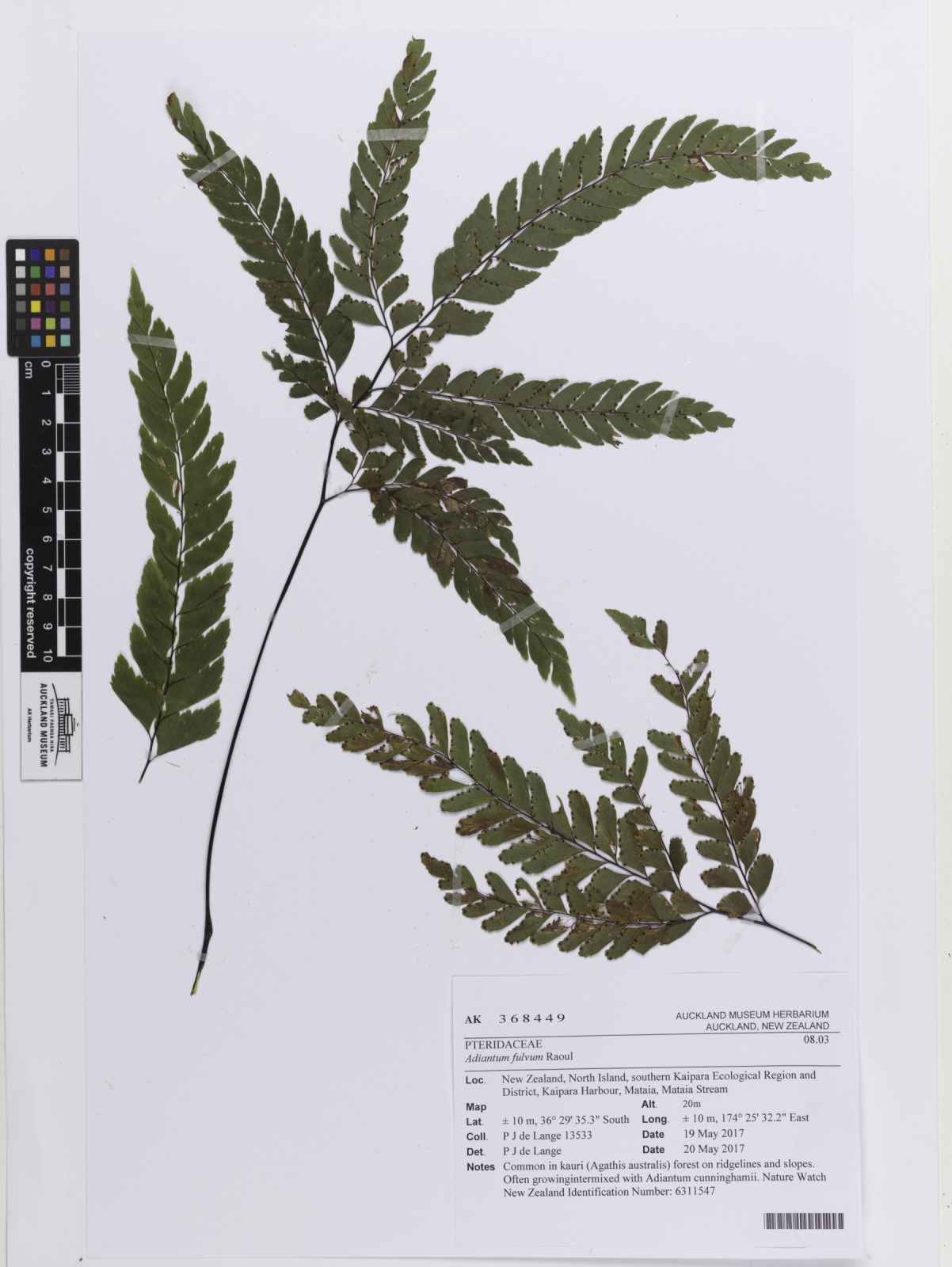 Adiantum fulvum (Adiantum fulvum)