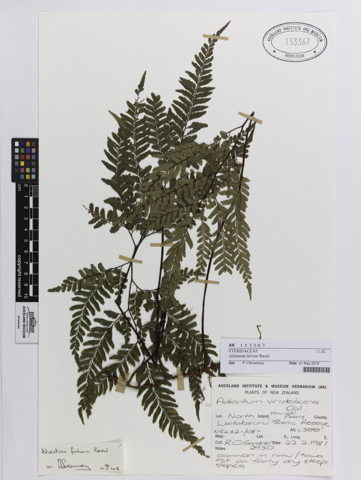 Adiantum fulvum (Adiantum fulvum)
