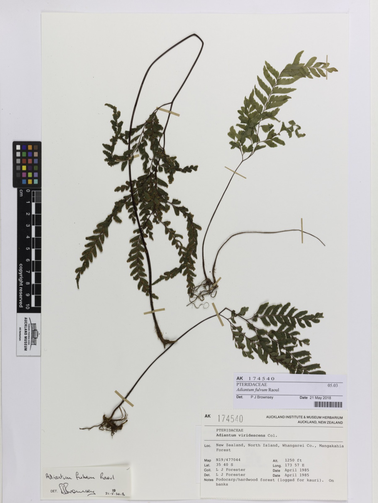 Adiantum fulvum (Adiantum fulvum)