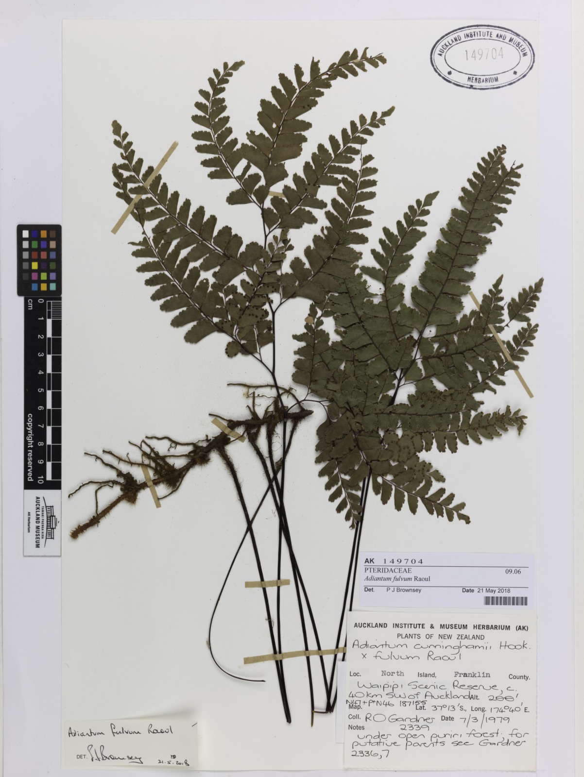 Adiantum fulvum (Adiantum fulvum)