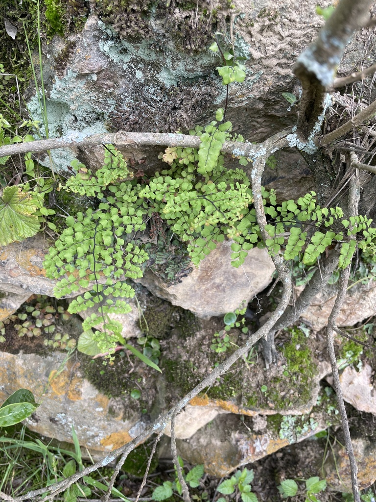 Adiantum henslovianum (Adiantum henslovianum)