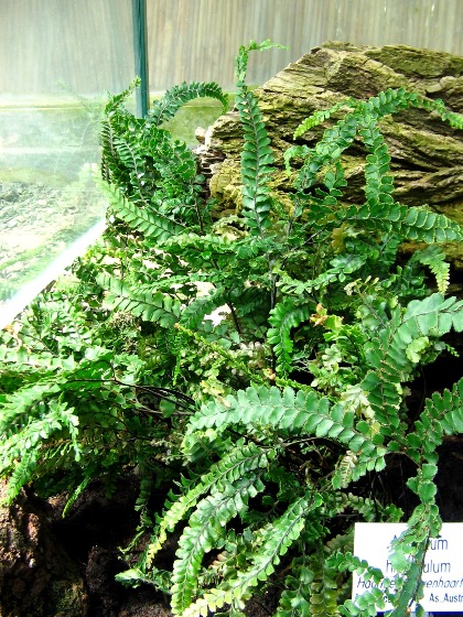 Adiantum hirsutum: Adiantum hispidulum at Marburg Univ. Botanical garden