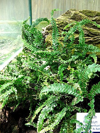 Adiantum hirsutum: Adiantum hispidulum at Marburg Univ. Botanical garden