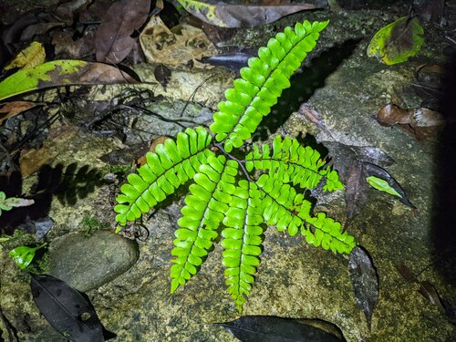 Adiantum humile (Adiantum humile)