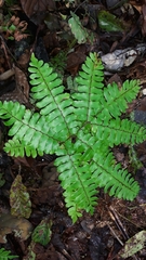 Adiantum humile (Adiantum humile)