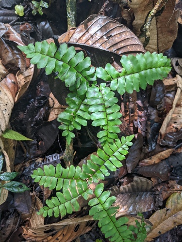 Adiantum humile (Adiantum humile)
