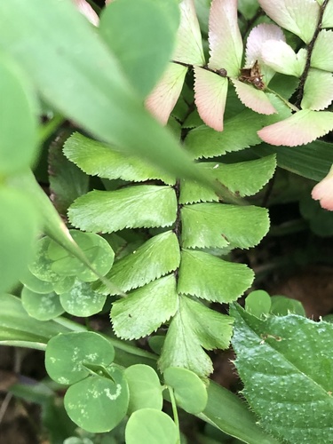 Adiantum humile (Adiantum humile)