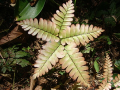 Adiantum humile (Adiantum humile)