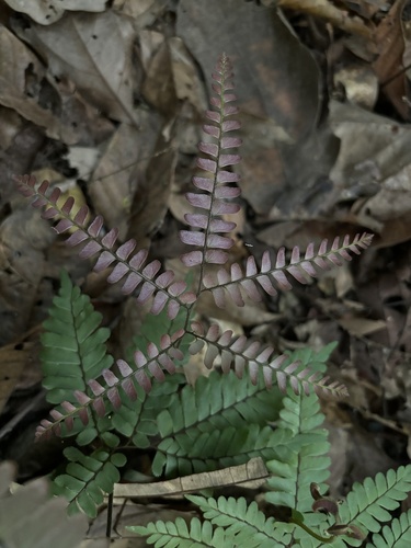 Adiantum humile (Adiantum humile)