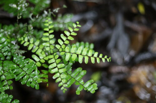 Adiantum humile (Adiantum humile)
