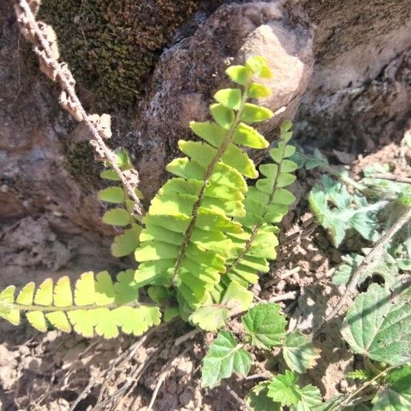 Adiantum incisum (Adiantum incisum)