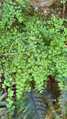 California maidenhair (Adiantum jordanii)
