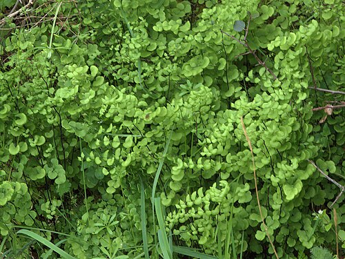 California maidenhair: Adiantum jordanii—California maidenhair fern