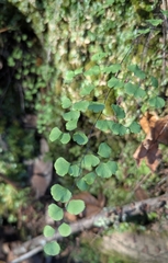 California maidenhair (Adiantum jordanii)