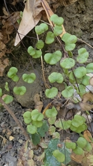 California maidenhair (Adiantum jordanii)