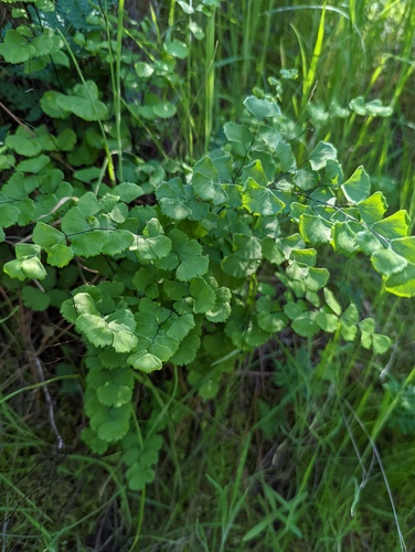 California maidenhair (Adiantum jordanii)
