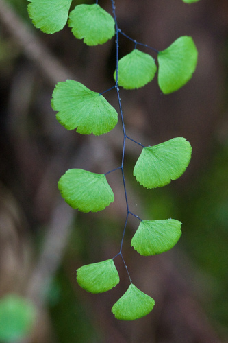 California maidenhair (Adiantum jordanii)