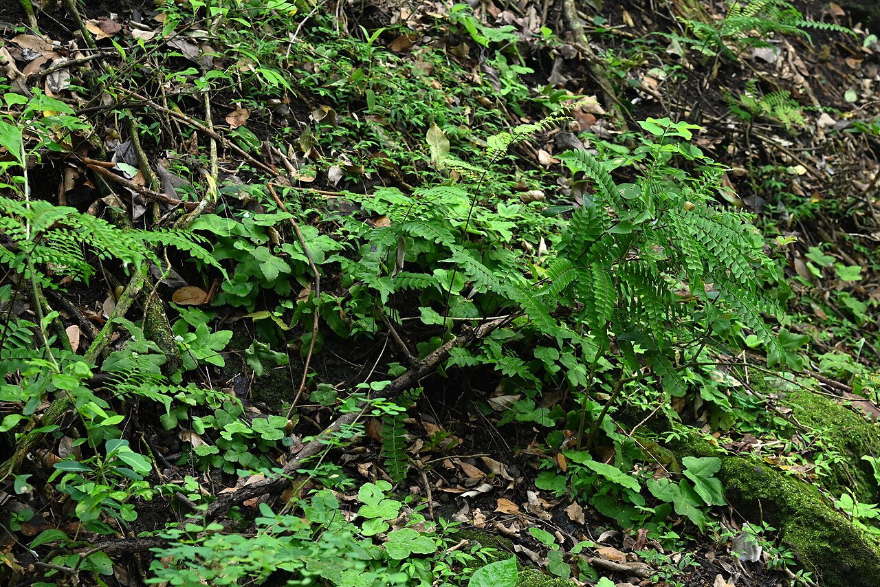 Broadleaf maidenhair: Adiantum latifolium in Lezard Forest NW from Bouillante on Guadeloupe