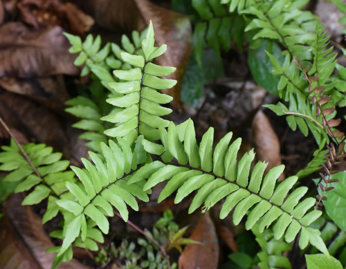 Broadleaf maidenhair (Adiantum latifolium)