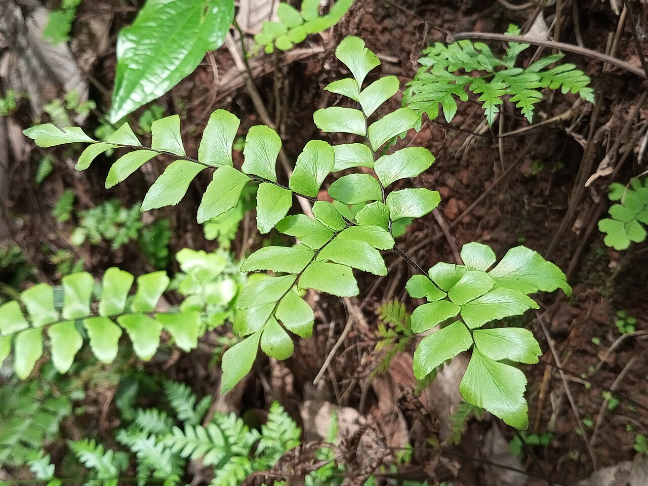 Broadleaf maidenhair: Adiantum latifolium