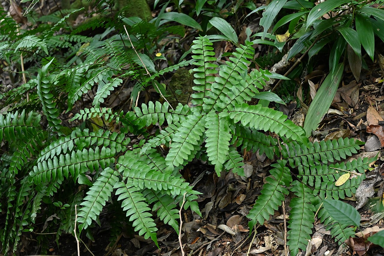 Broadleaf maidenhair: Adiantum latifolium in Lezard Forest NW from Bouillante on Guadeloupe
