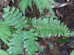 Broadleaf maidenhair (Adiantum latifolium)