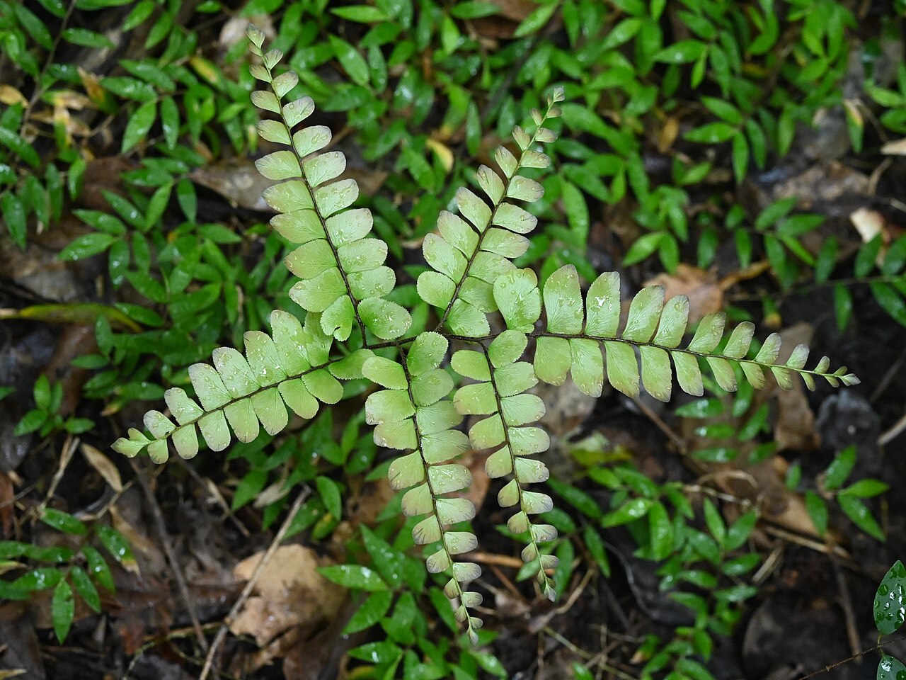 Broadleaf maidenhair: Adiantum latifolium in Lezard Forest NW from Bouillante on Guadeloupe