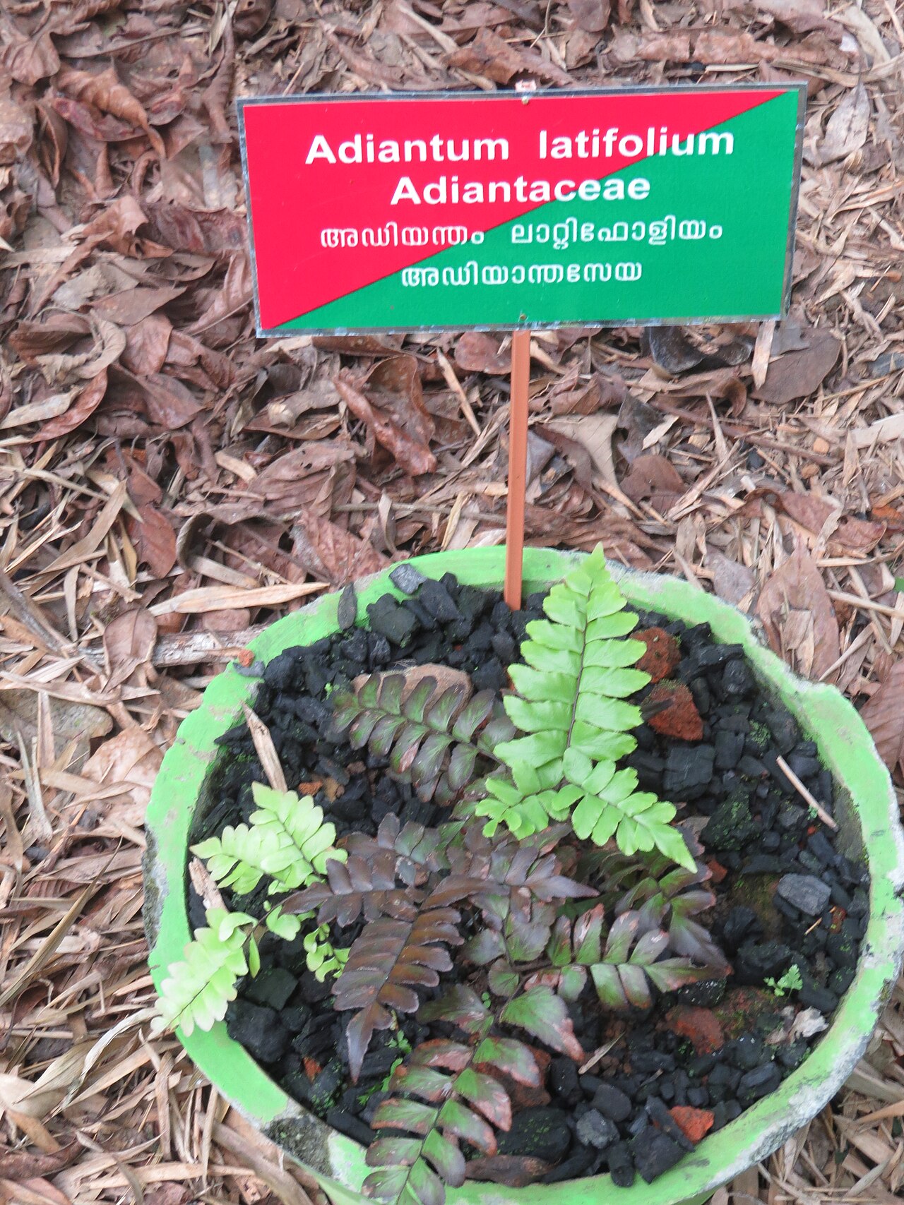 Broadleaf maidenhair: Some ferns from Periya, Wayanad