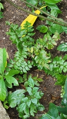 Broadleaf maidenhair (Adiantum latifolium)