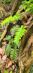 Broadleaf maidenhair (Adiantum latifolium)