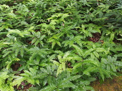 Broadleaf maidenhair (Adiantum latifolium)