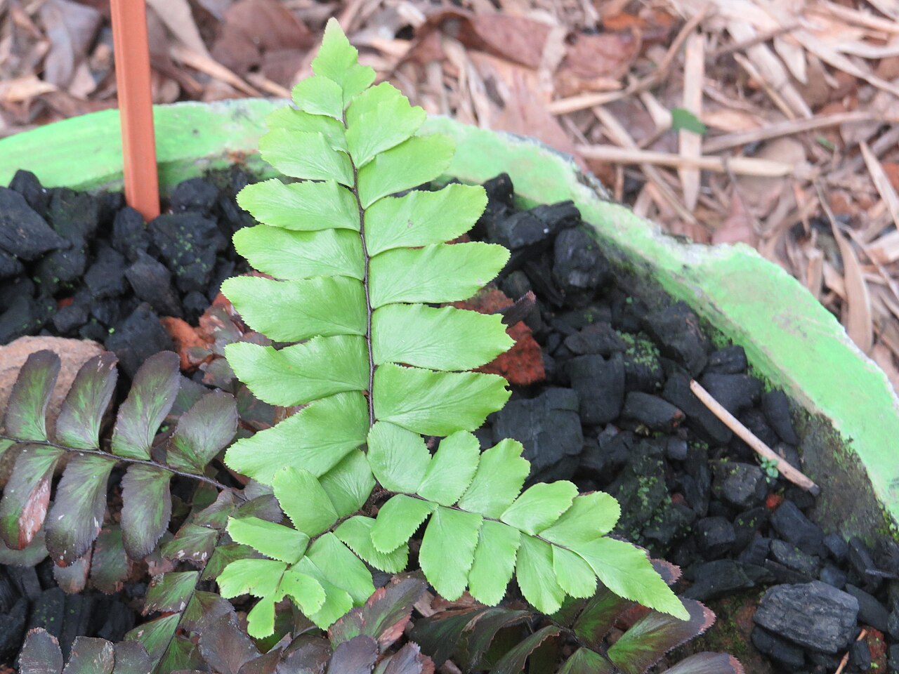 Broadleaf maidenhair: Some ferns from Periya, Wayanad