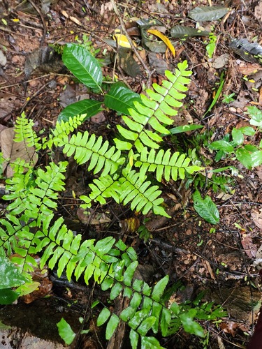 Broadleaf maidenhair (Adiantum latifolium)