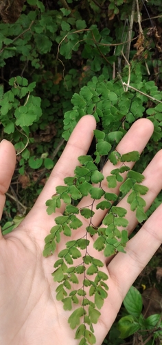 Adiantum lorentzii (Adiantum lorentzii)