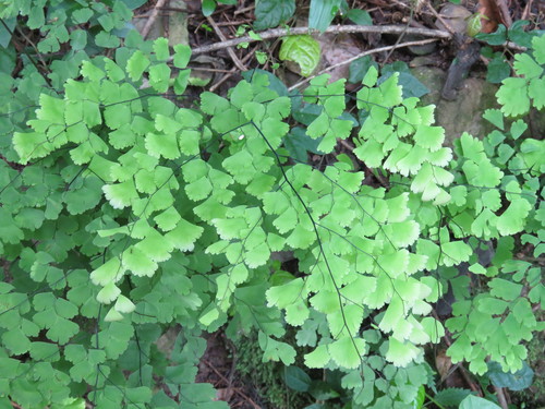 Adiantum lorentzii (Adiantum lorentzii)