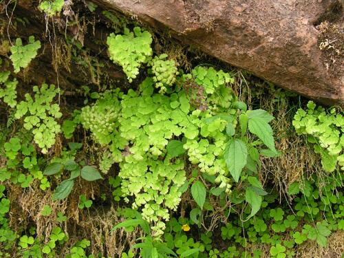 Adiantum lorentzii (Adiantum lorentzii)