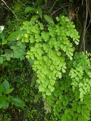 Adiantum lorentzii (Adiantum lorentzii)