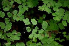 Adiantum lorentzii (Adiantum lorentzii)
