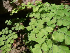 Adiantum lorentzii (Adiantum lorentzii)