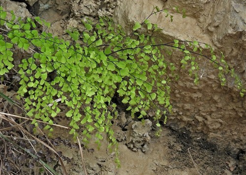 Adiantum lorentzii (Adiantum lorentzii)