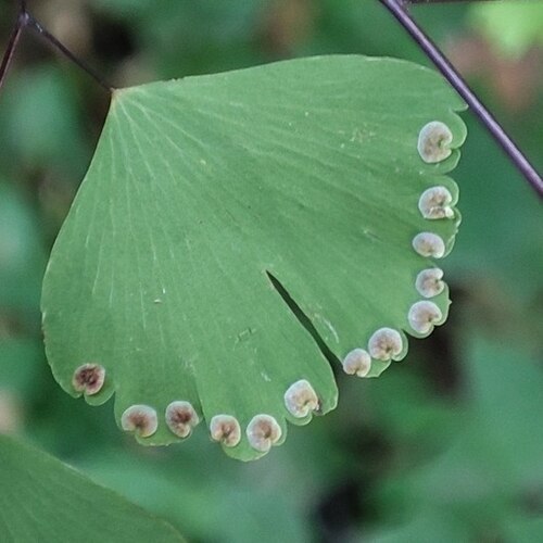 Adiantum lorentzii: Adiantum lorentzii, Corumbá, MS, Brasil, 2024-07-16 (iNaturalist).
