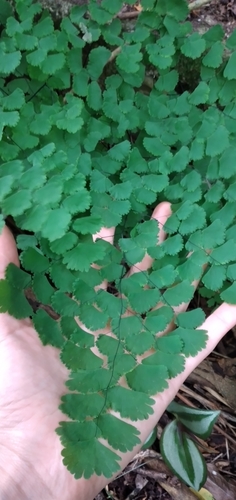 Adiantum lorentzii (Adiantum lorentzii)