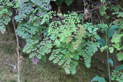 Adiantum lorentzii (Adiantum lorentzii)